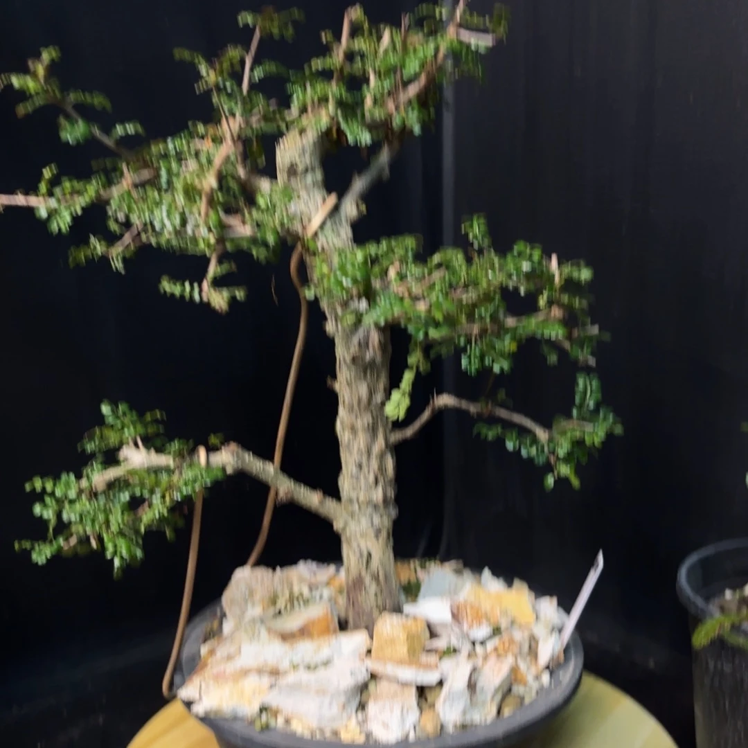 一***包列加氏漆树带盆土