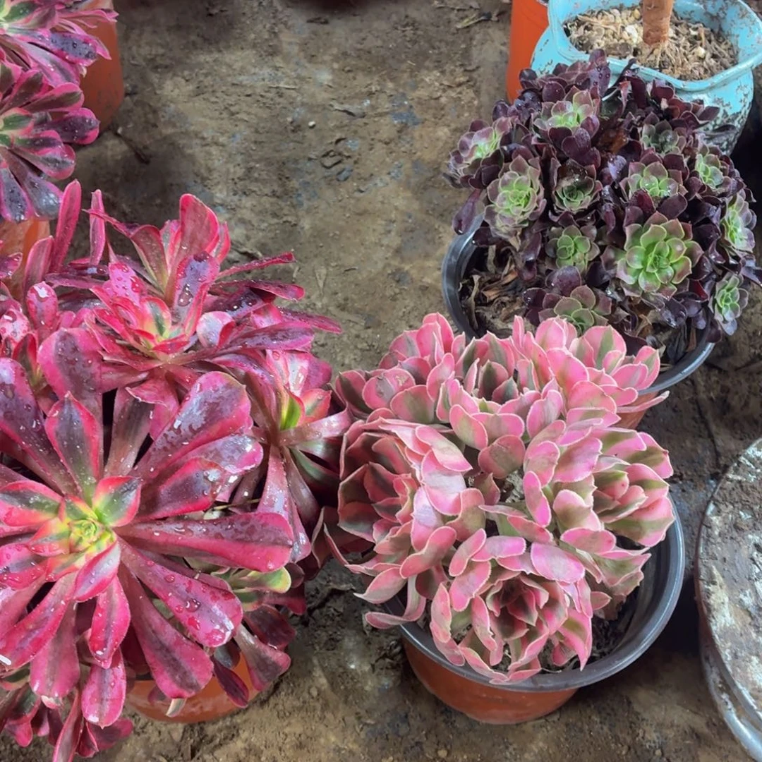 大美杜莎+粉女巫送小颗