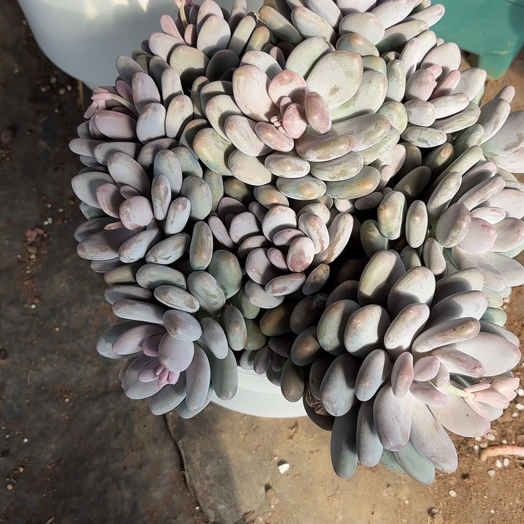 T****.大叶奶多肉寄养