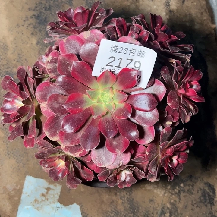 2179美杜莎多肉植物