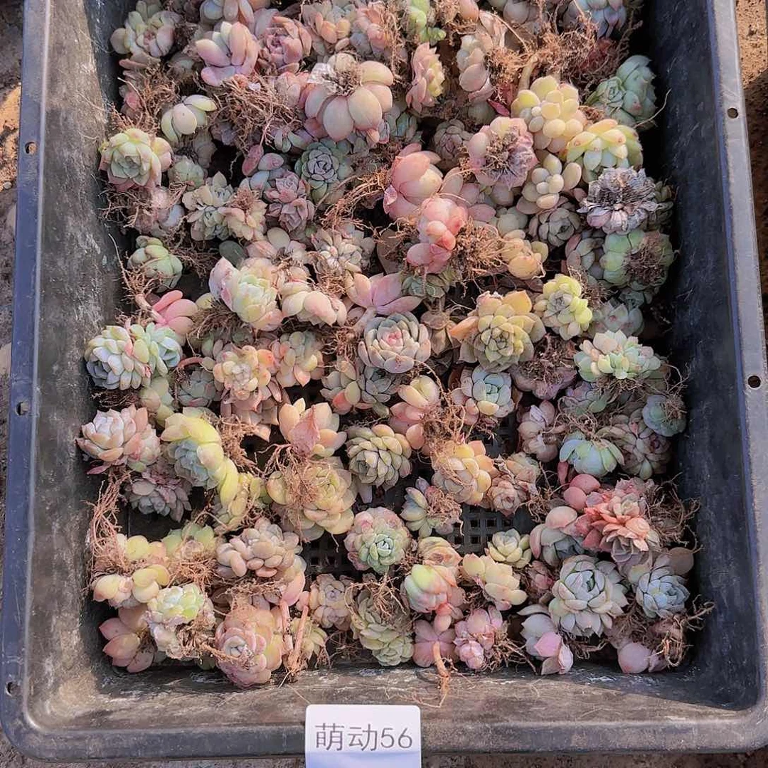 直播一物一拍多肉56