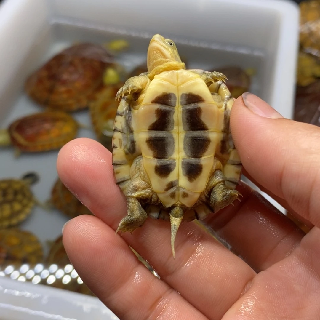 坤***K母绿毛龟4.2cmgftfdrtf