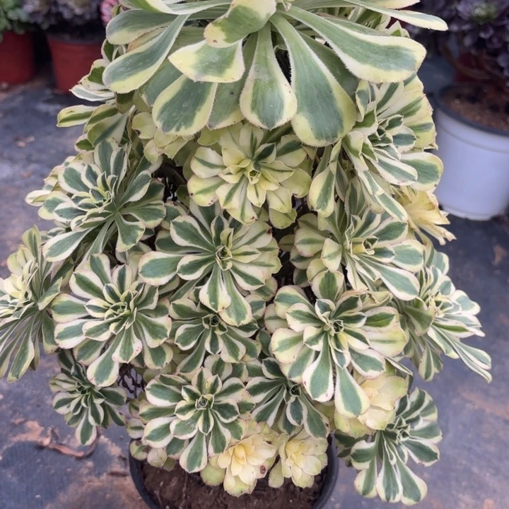 白兰地多肉法师不包损62