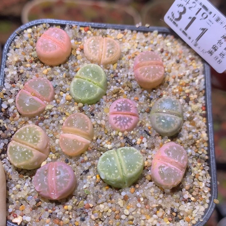 精品生石花219.311