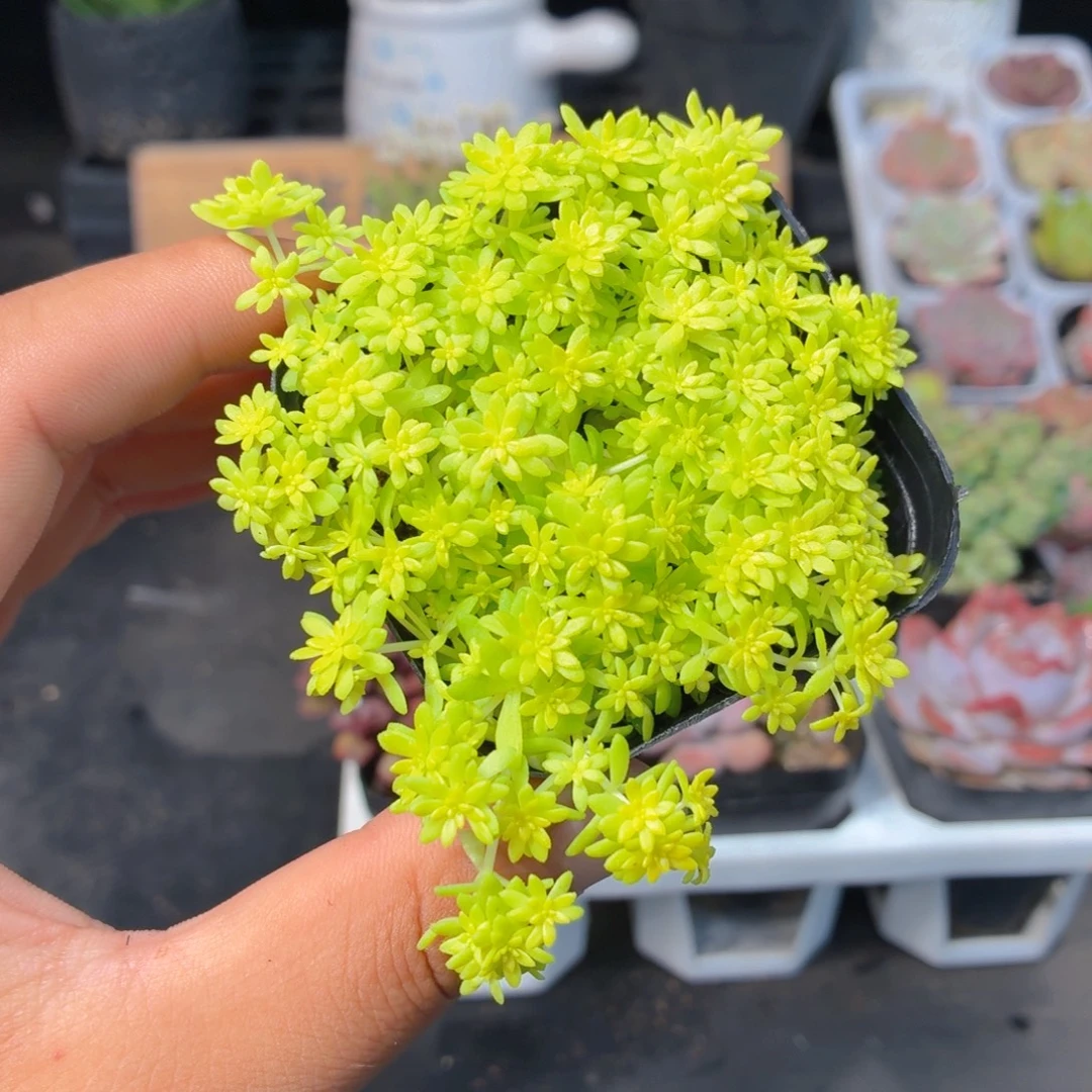 黄金草多肉9.9包邮发货