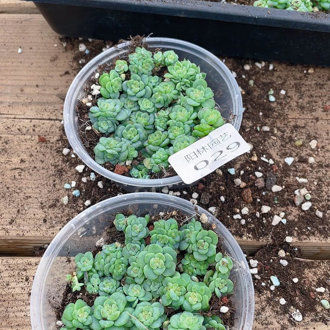 大***妮多肉植物多肉植物29