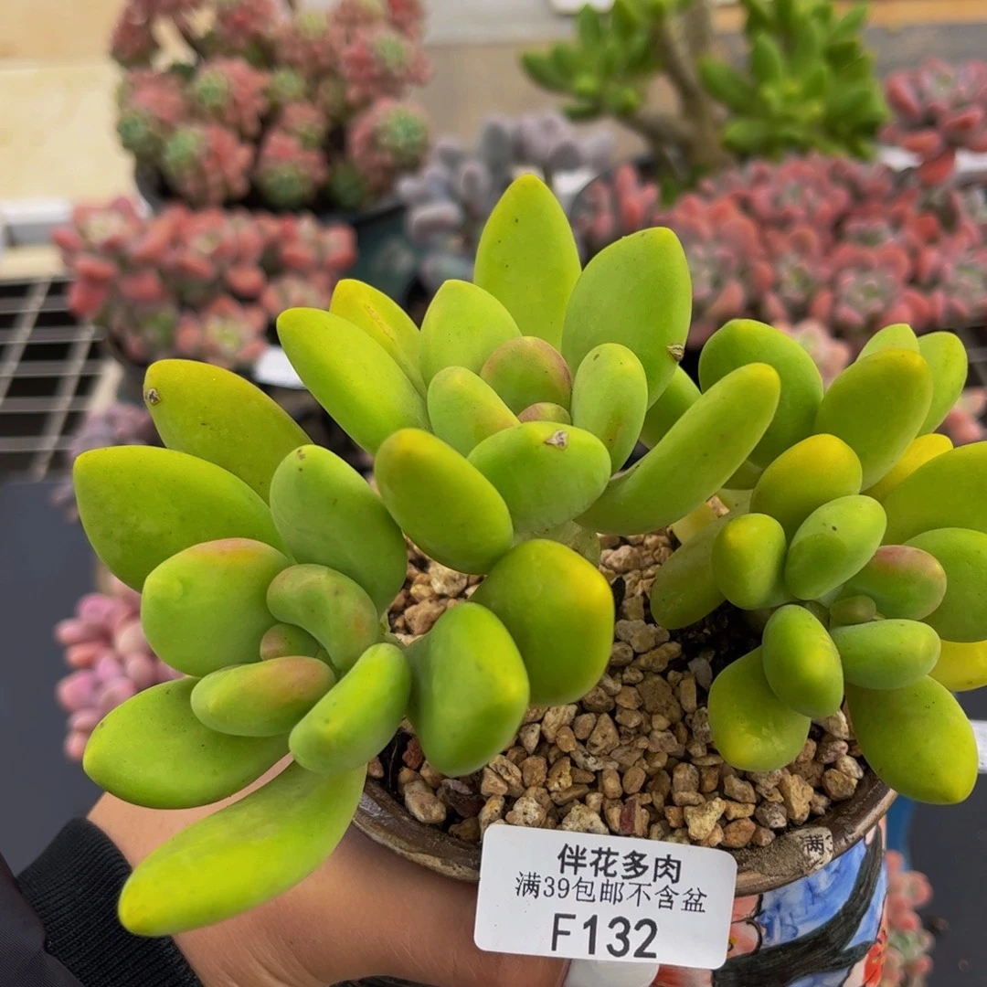 132-芒果奶多肉12cm