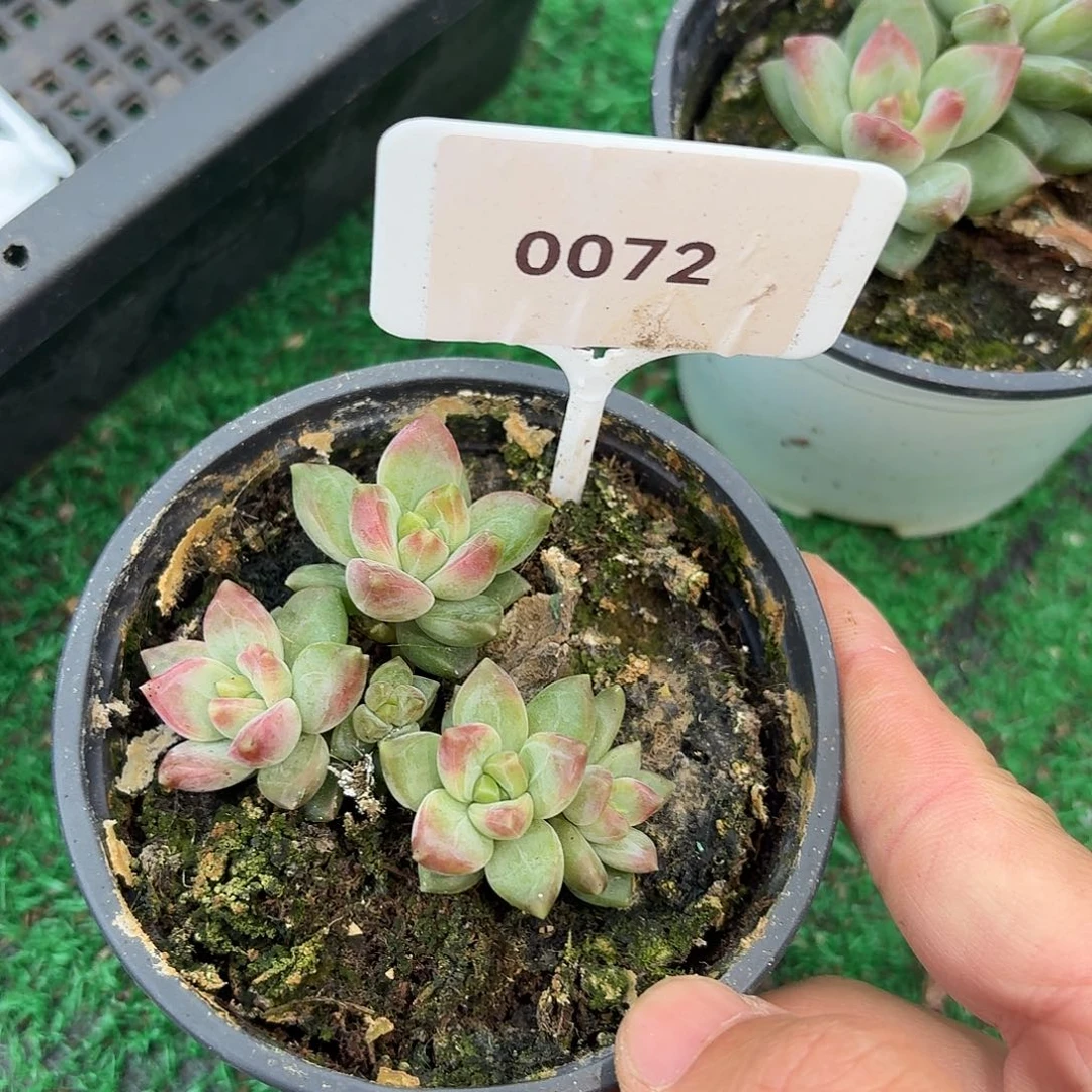 水晶葡萄123456789101