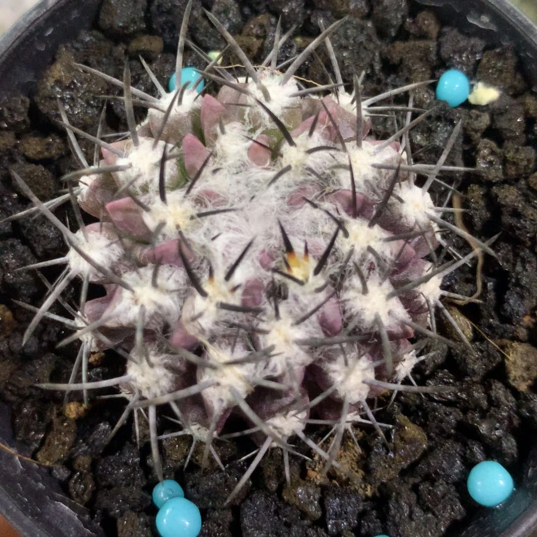 仙人球仙人球仙人球仙人球