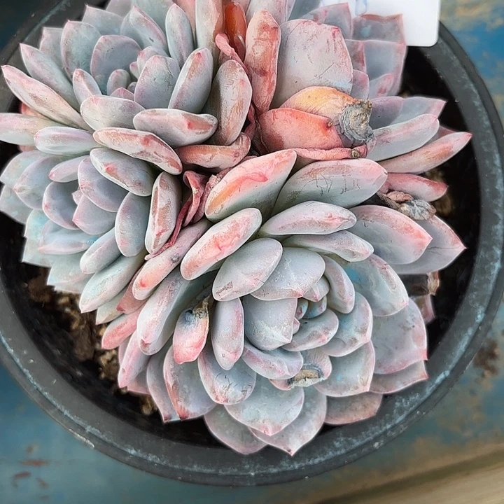 闪购080元y呀呀呀呀呀呀呀呀
