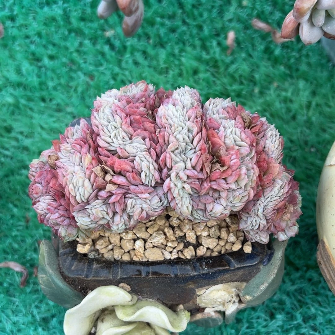 贝瑞缀，，，，，，，，，，，，，，