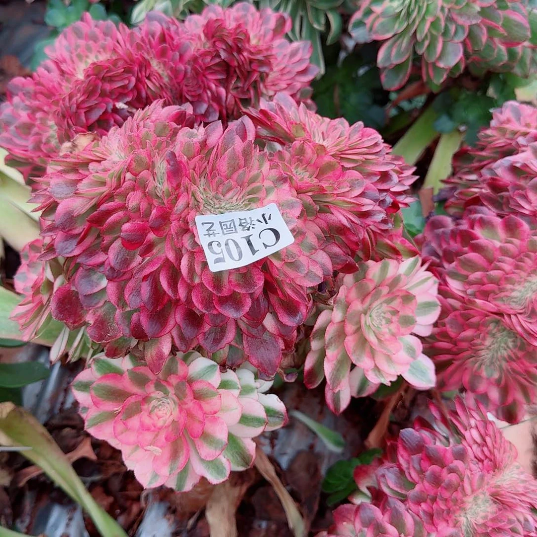 105 缀化无根不包侧枝