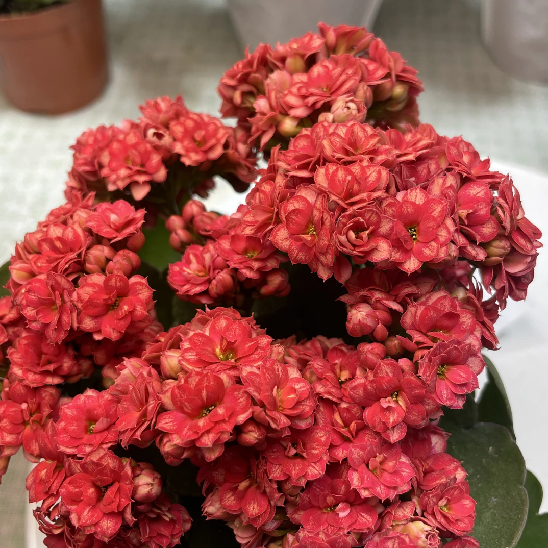 【赤瑶】重瓣红110盆长寿花