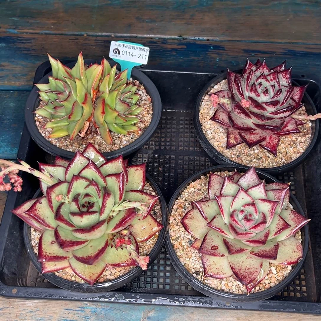 从前慢多肉精选编号0114.211