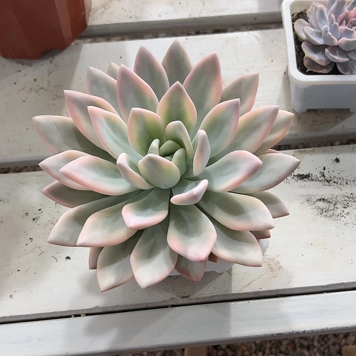 奥普大单头多肉植物