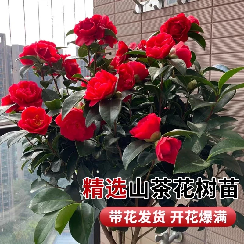 【加大加高80-100cm】四季红山茶花盆栽原土原盆大红赤丹茶花