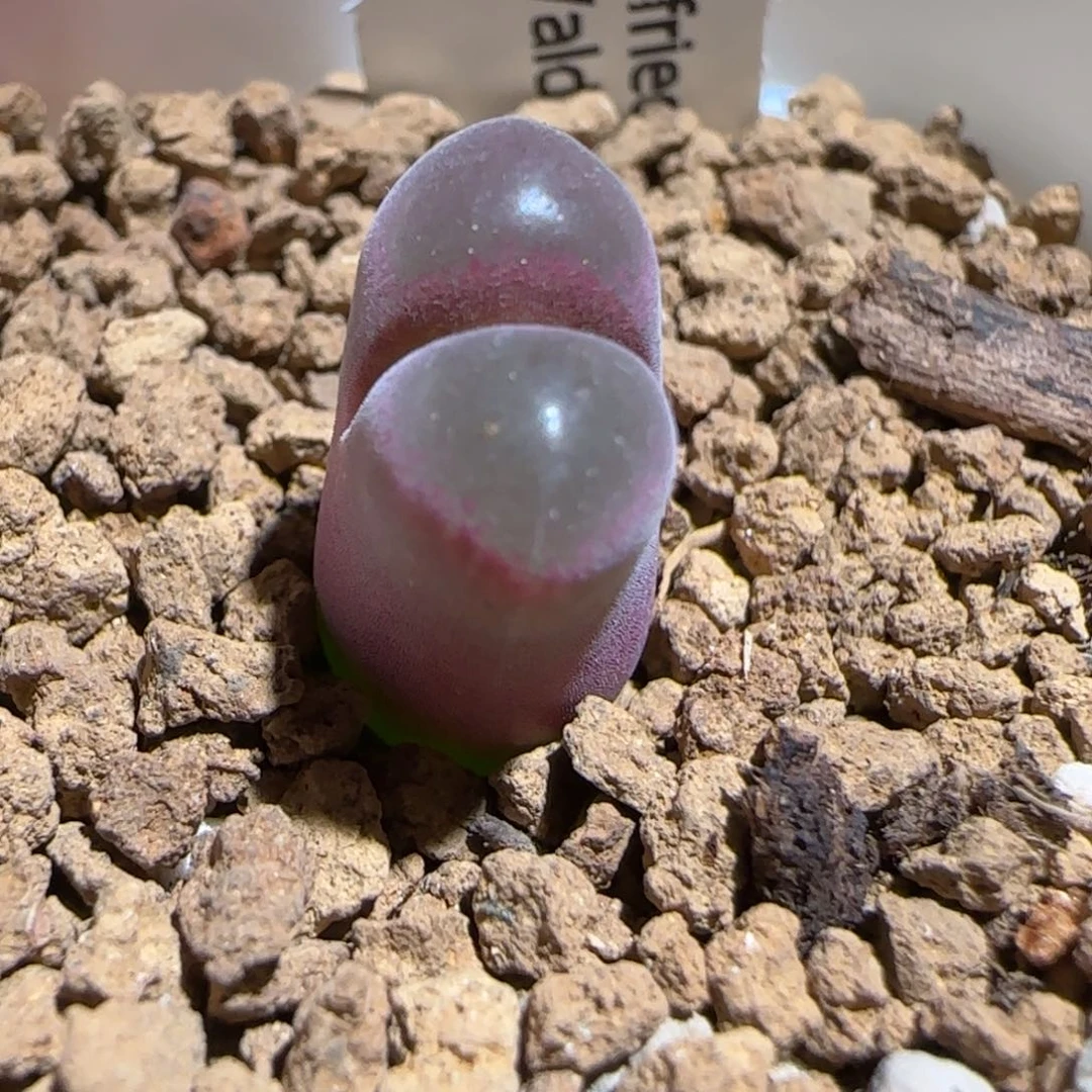 肉锥多肉植物组合-超级熊猫444