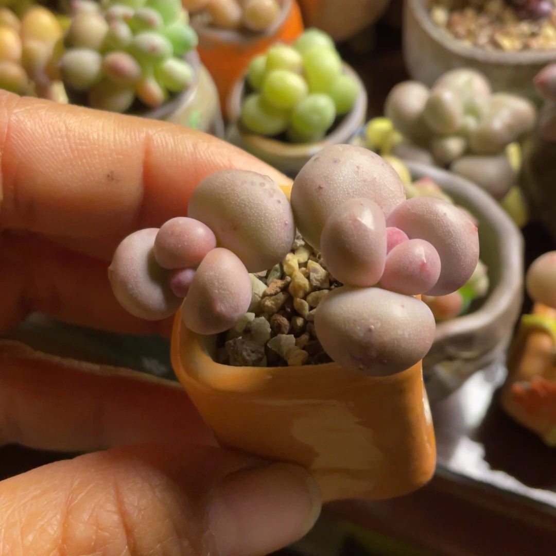 粉奶老庄一体带盆满50包邮非偏远