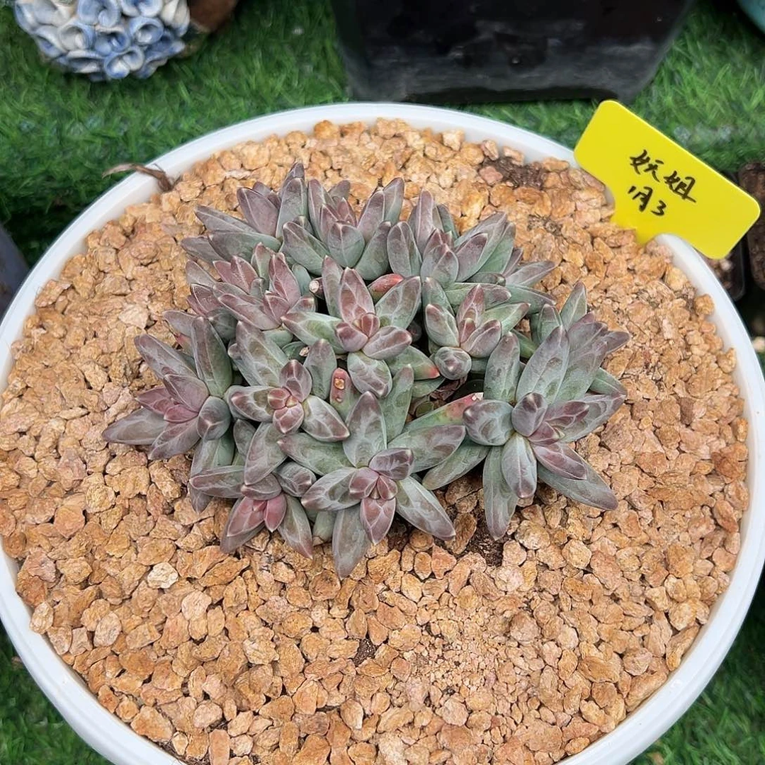 凤羽美人，一物一拍，妖姐