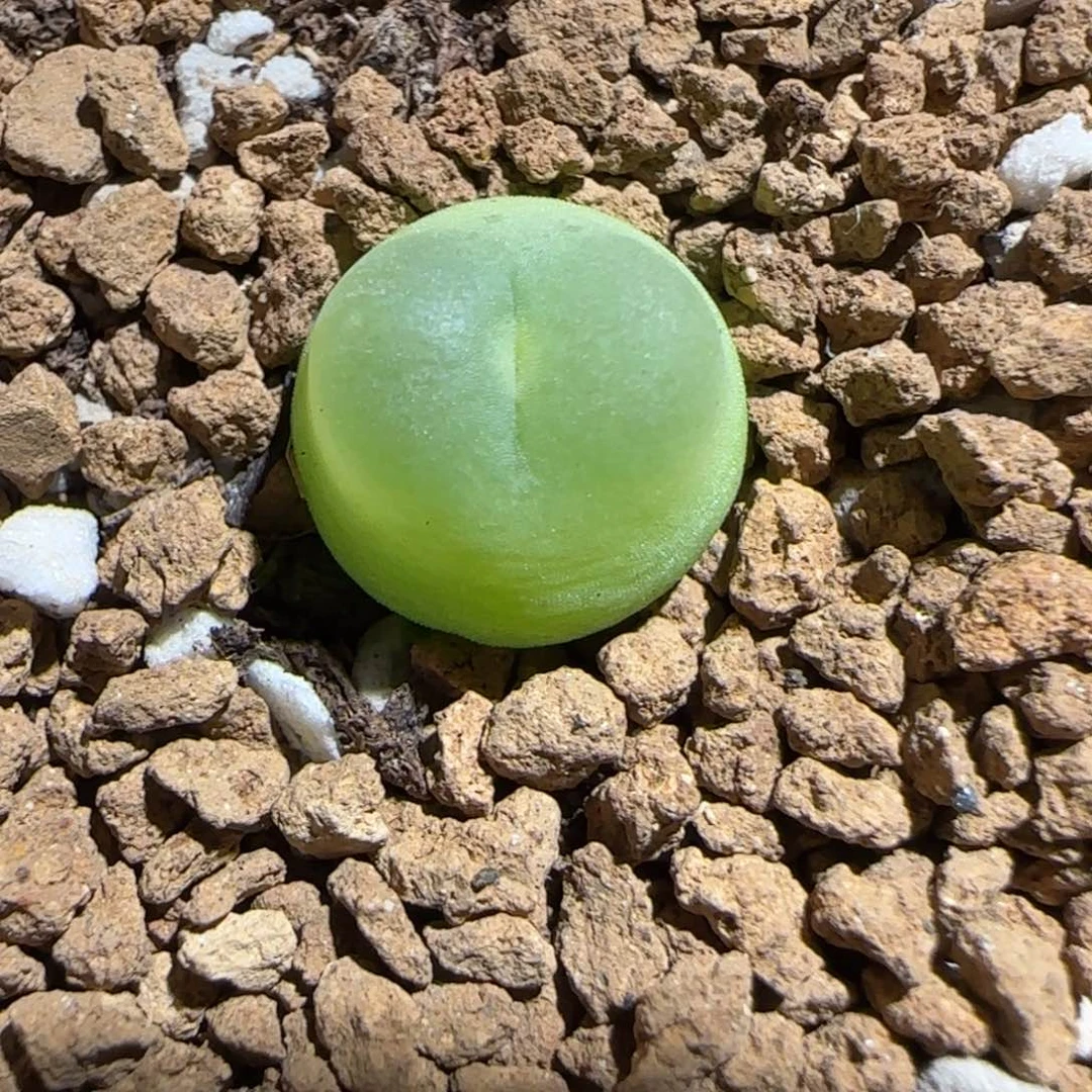 肉锥多肉植物组合-日式拉登659