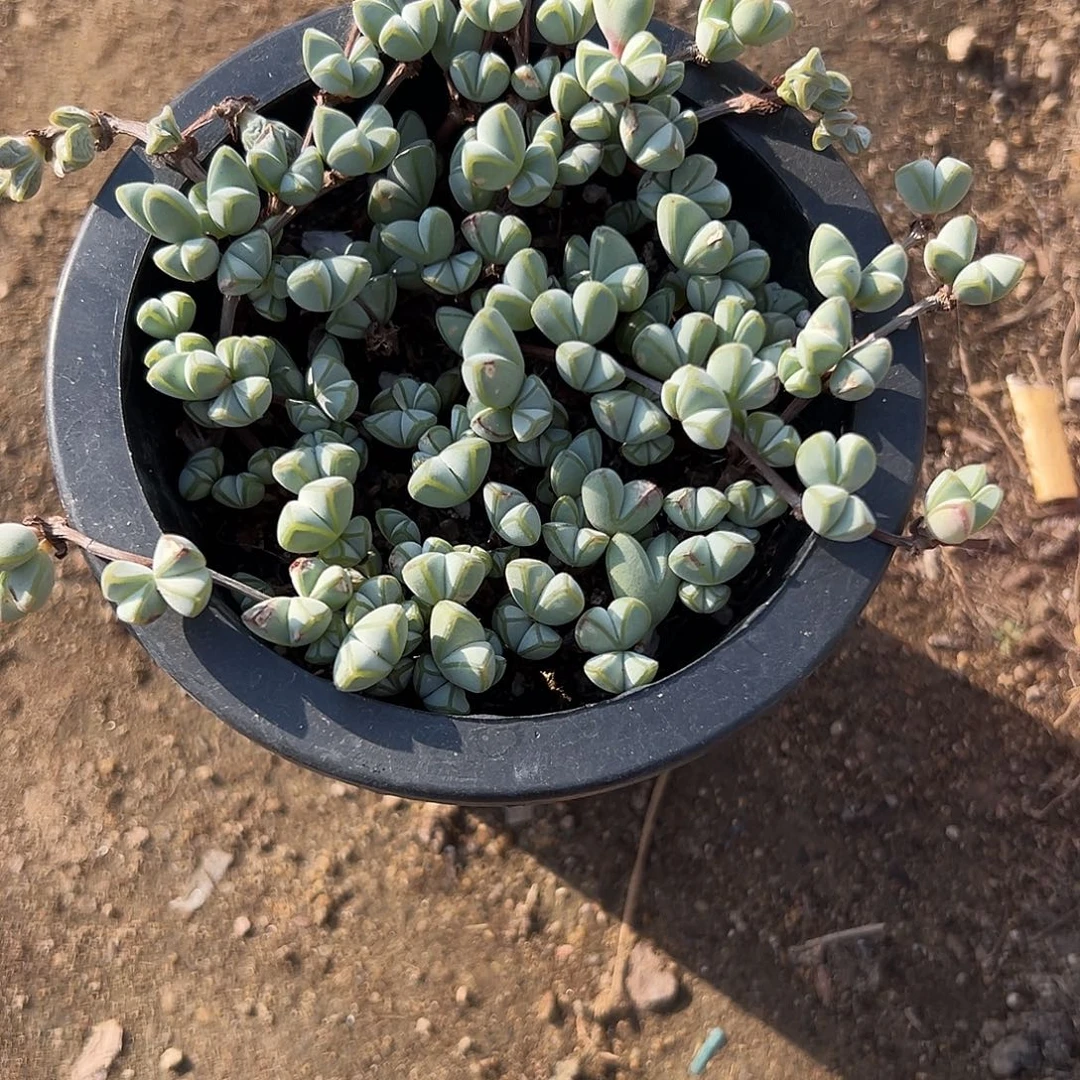 开花碧玉莲多肉植物