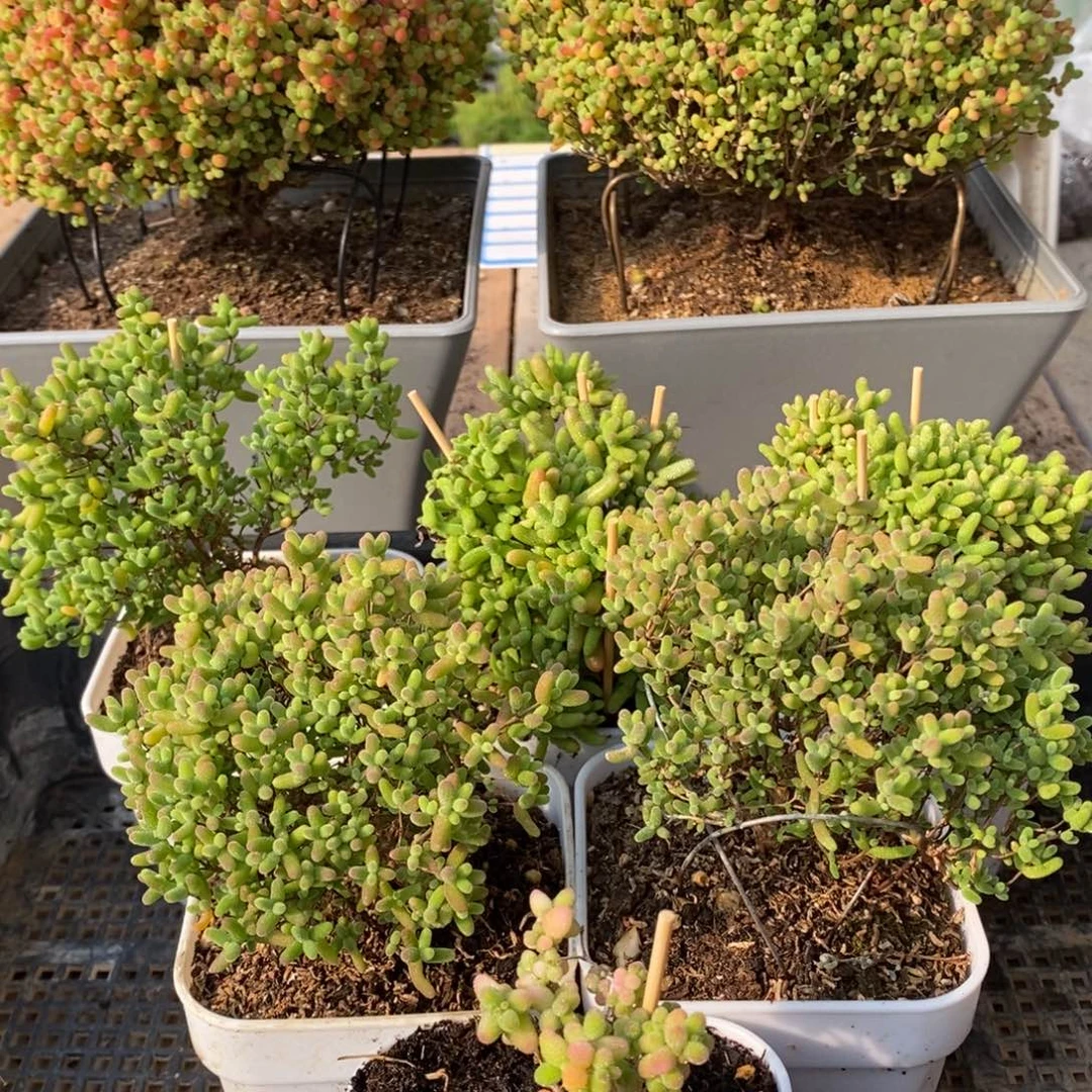 枝干番杏多肉植物273