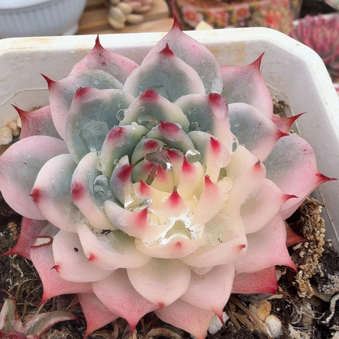 吉娃娃锦，多肉植物