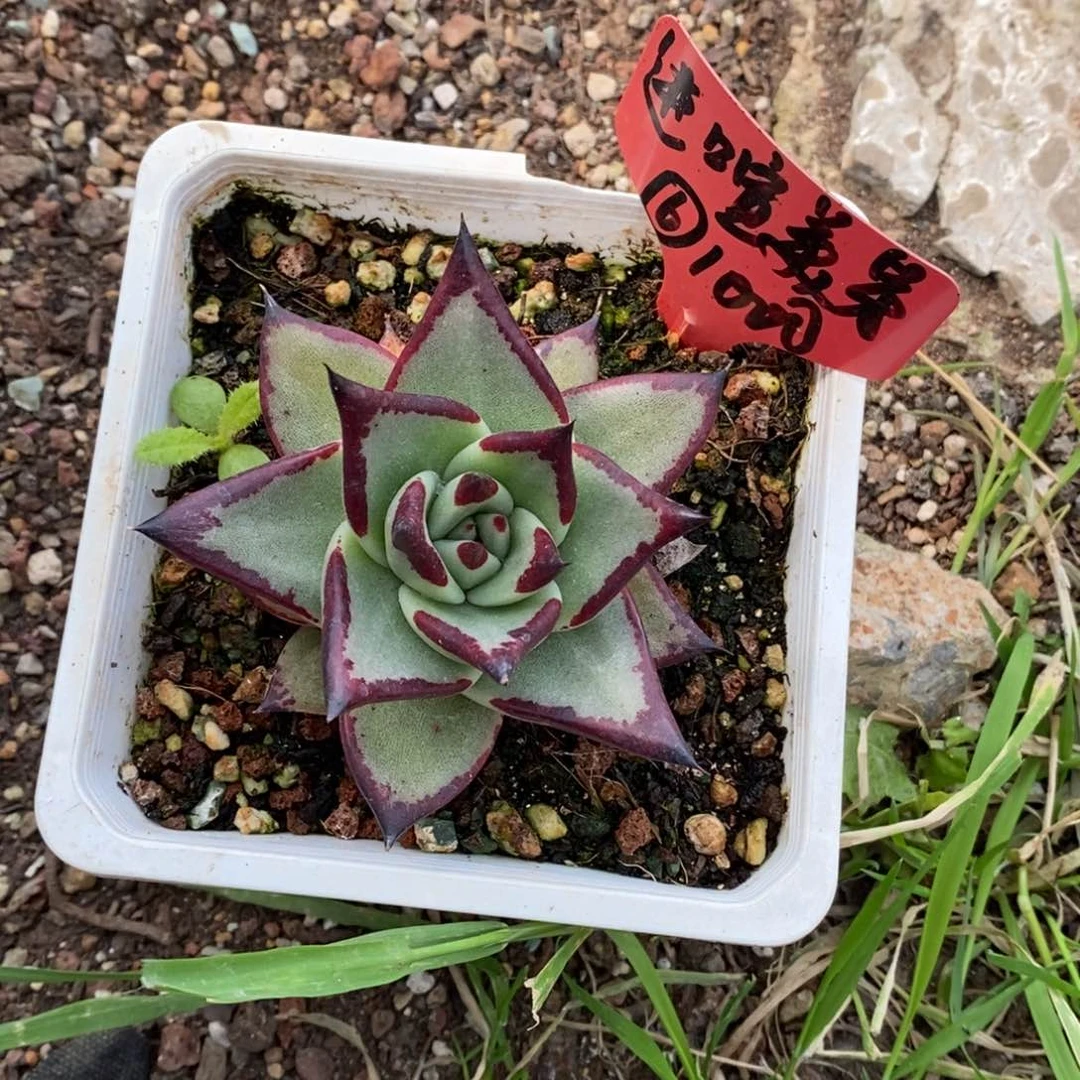 花****熊进口宣大宽叶底座芽B-25.2.9