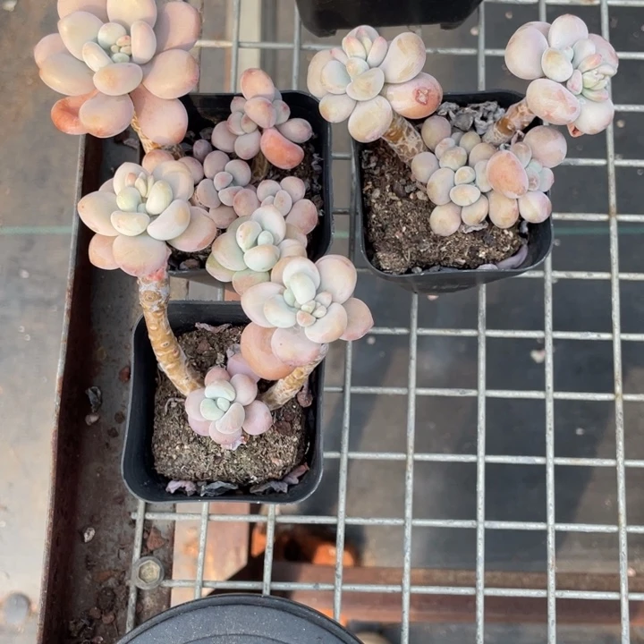 洛神老桩3颗一组20包邮新疆西藏不发