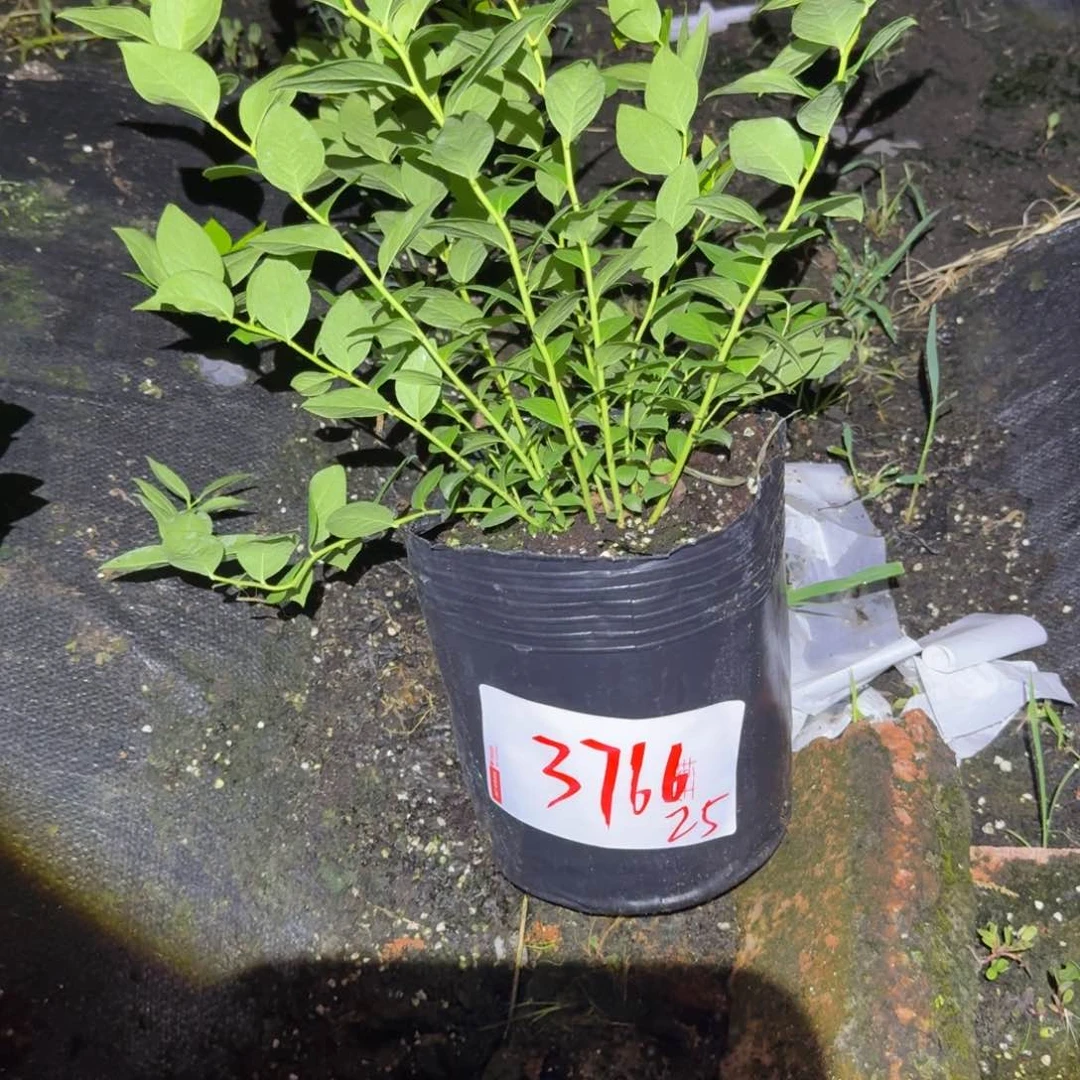 鞋***硪大钵25一物一拍3766