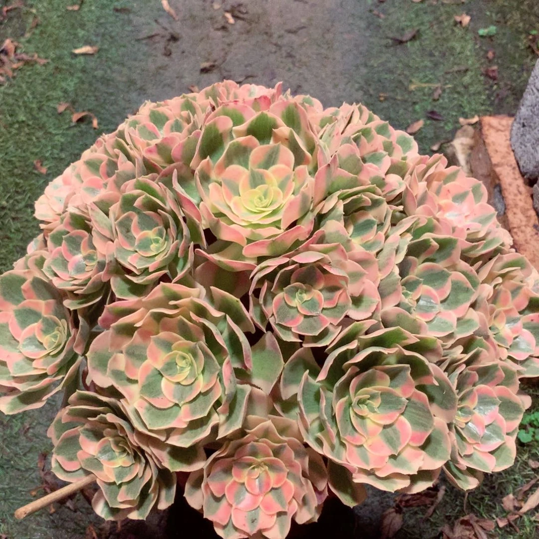 粉女郎，多肉植物的
