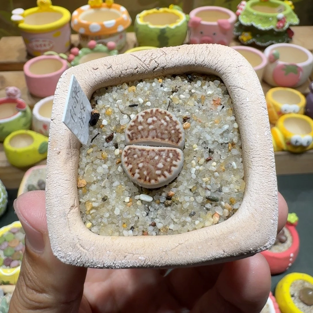 蘑菇1062红网纹寿丽多肉植物