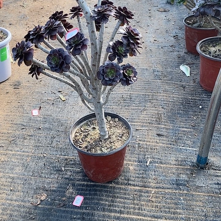 9，黑法师多肉法师多肉法师