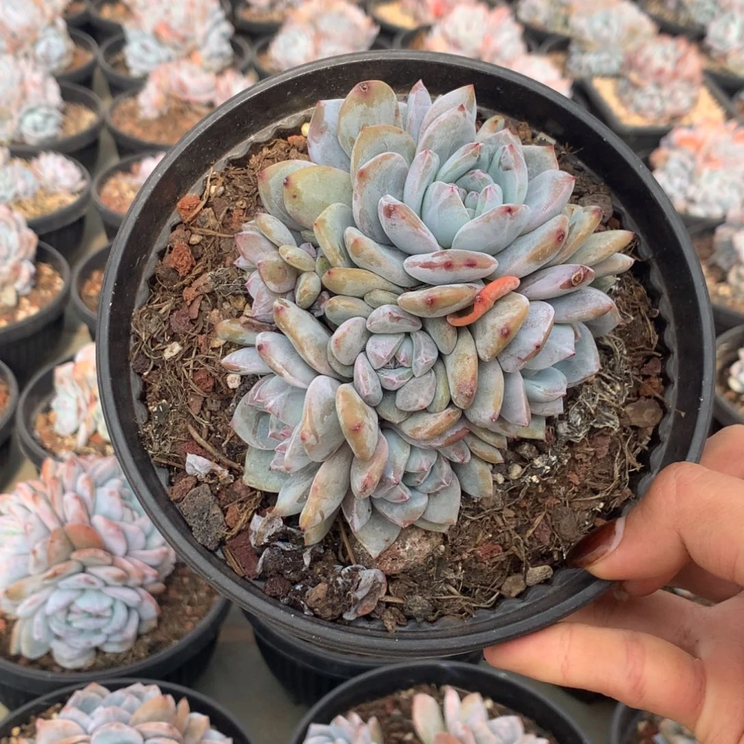 石榴籽无砍花花花花