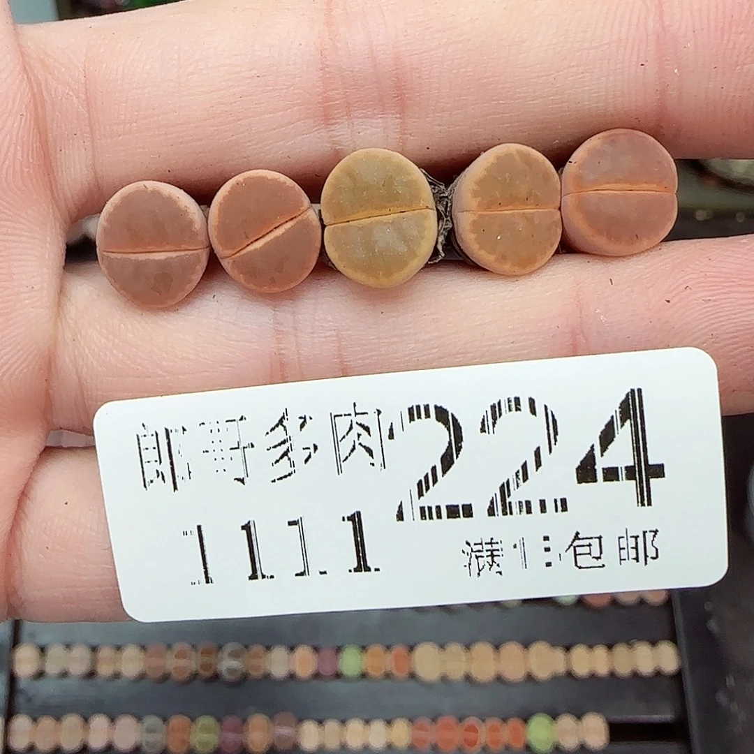 满满18包邮1111-224