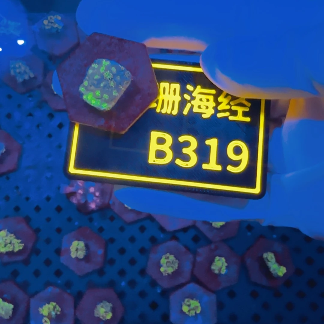 纽扣珊瑚明***肥晓晓不包邮澳彩切件B319