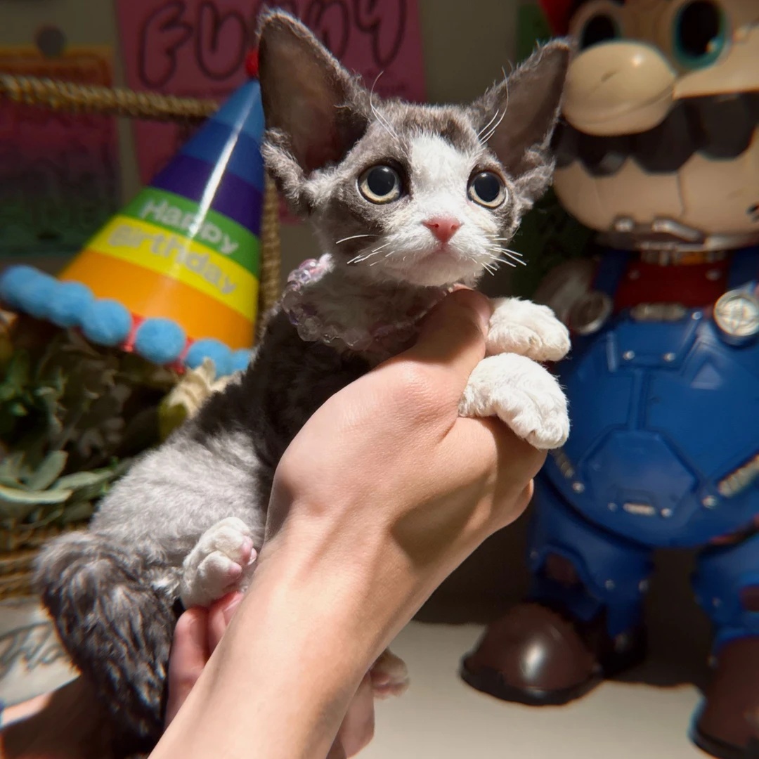 卢卡妹妹 德文卷毛猫