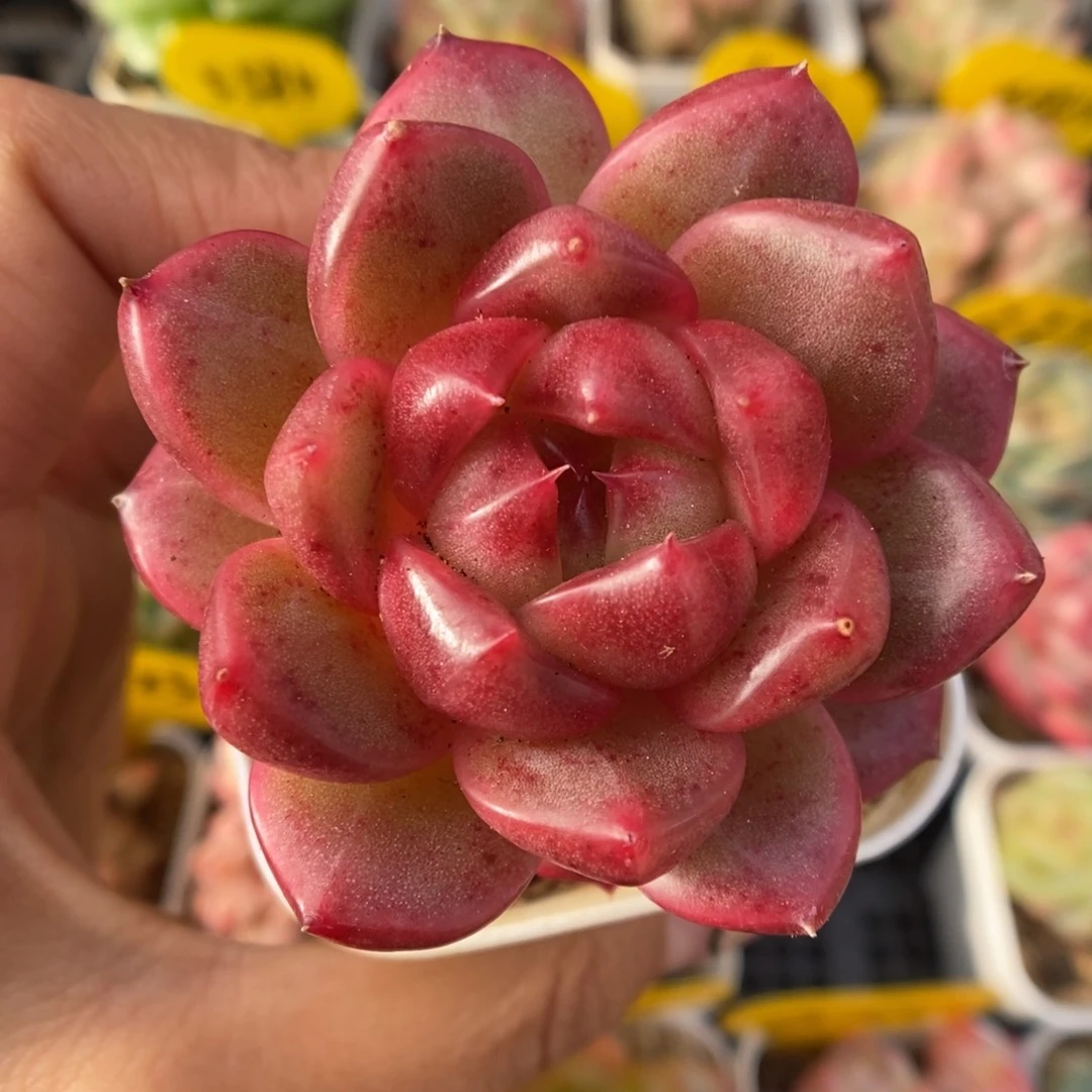 红油透珍妮369号。