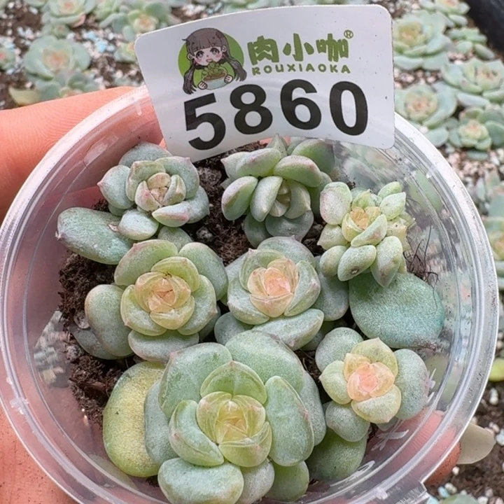 多肉植物多肉植物