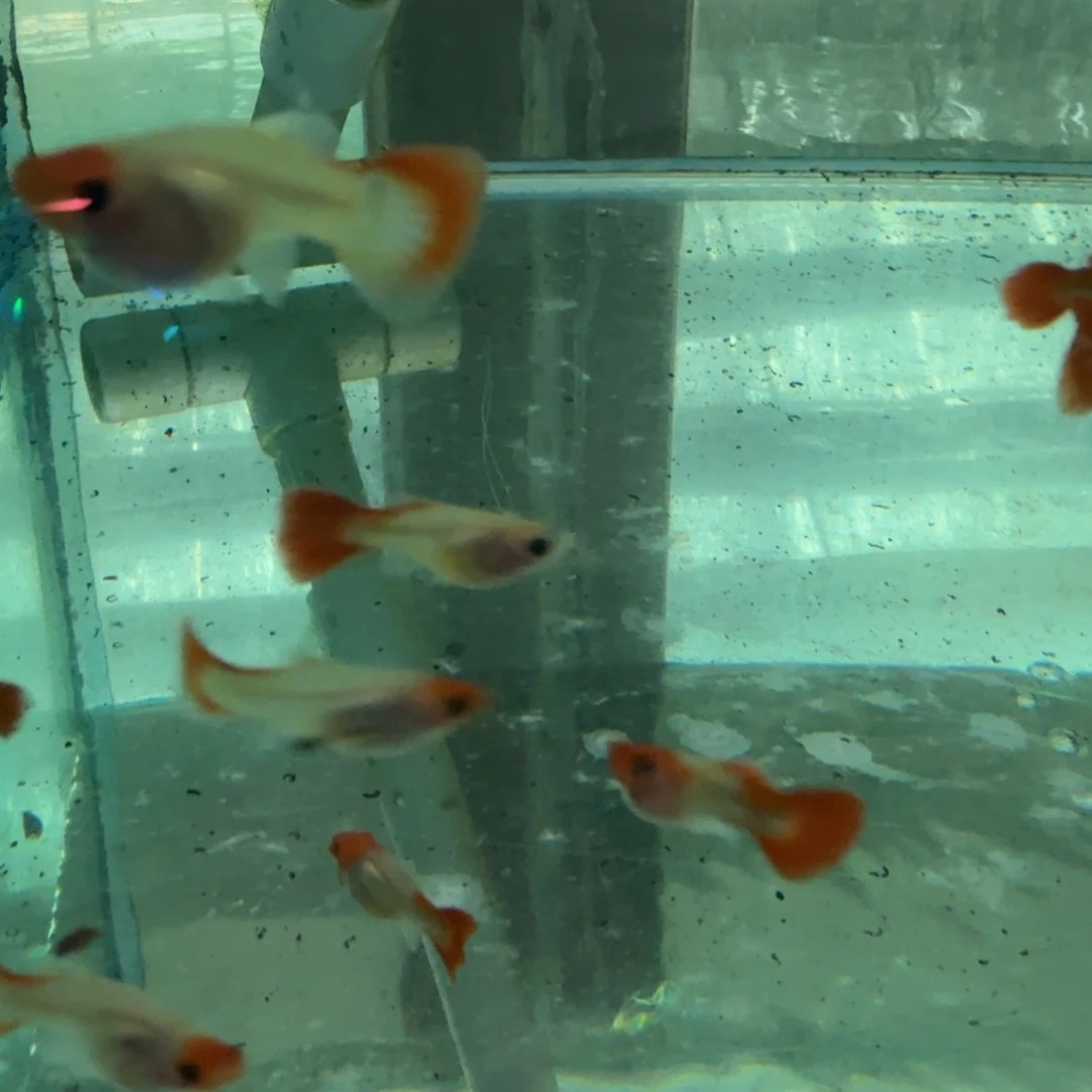 热带海域1公深海蓝黄化玻璃猫18条