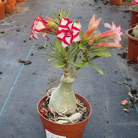 【闪购商品】无花朵相*豆