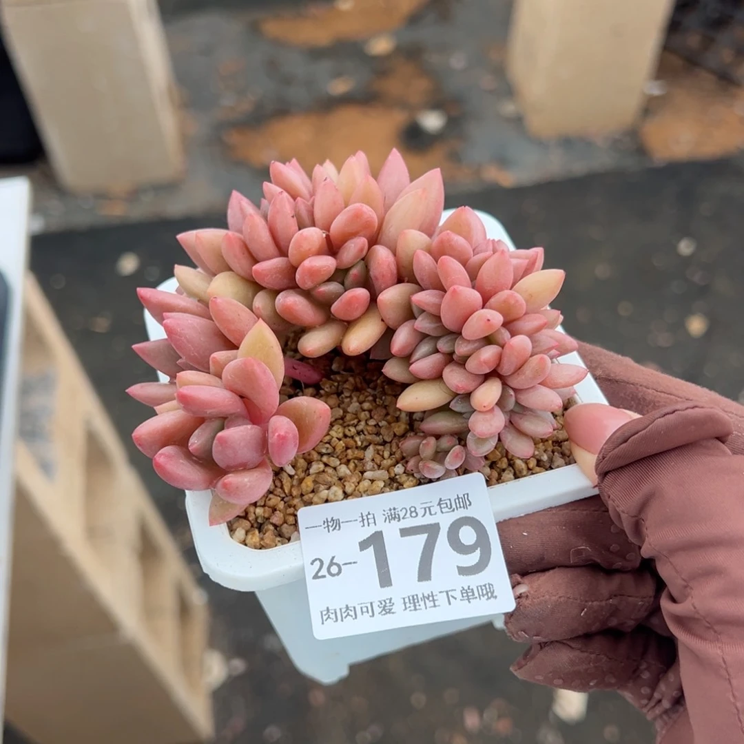 桃花源缀多肉多肉多肉多肉