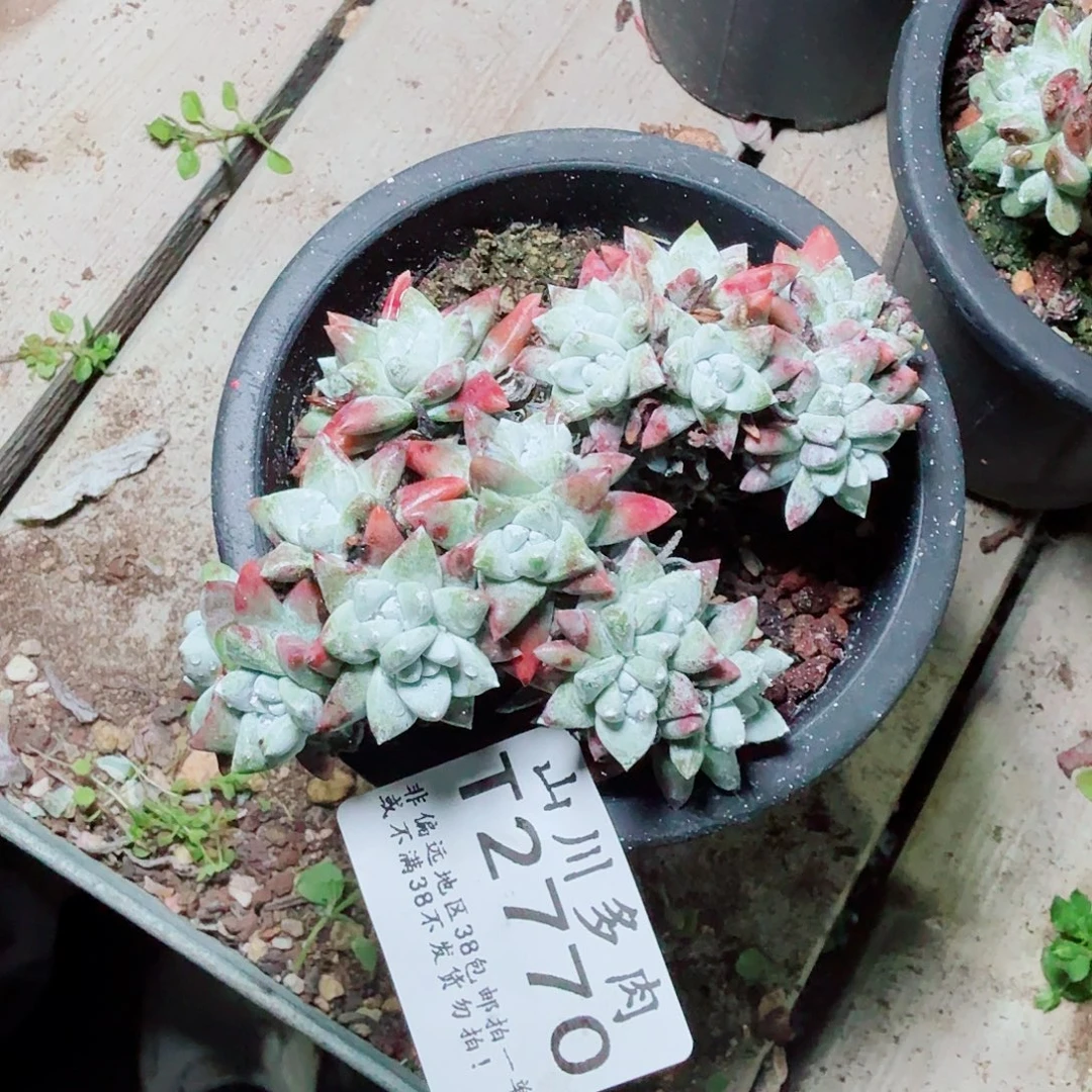 2770白菊仙女杯多肉