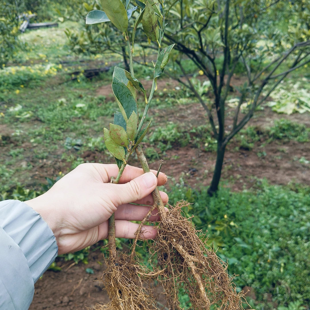 自家培育正宗融安第三代脆蜜金桔苗