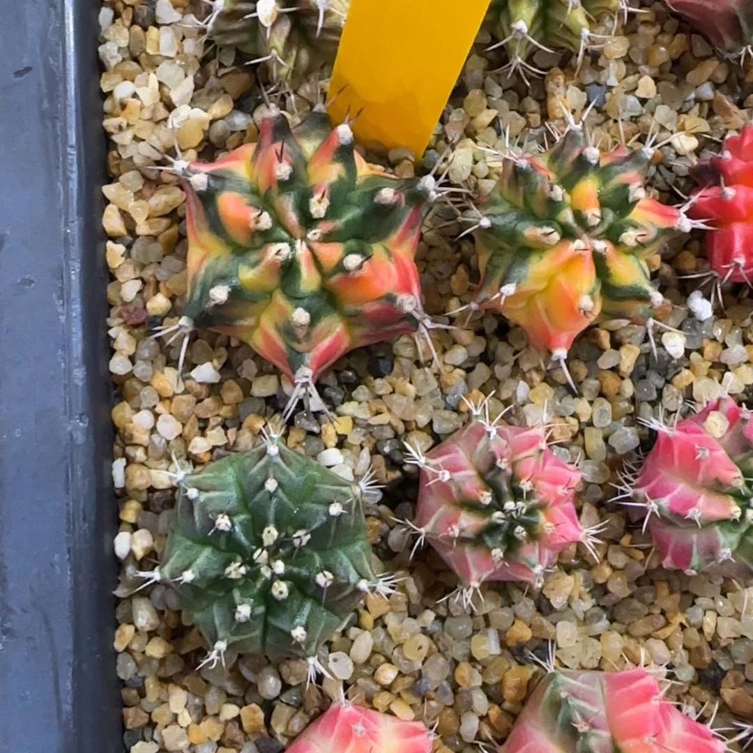 274-1228泰国发货多肉