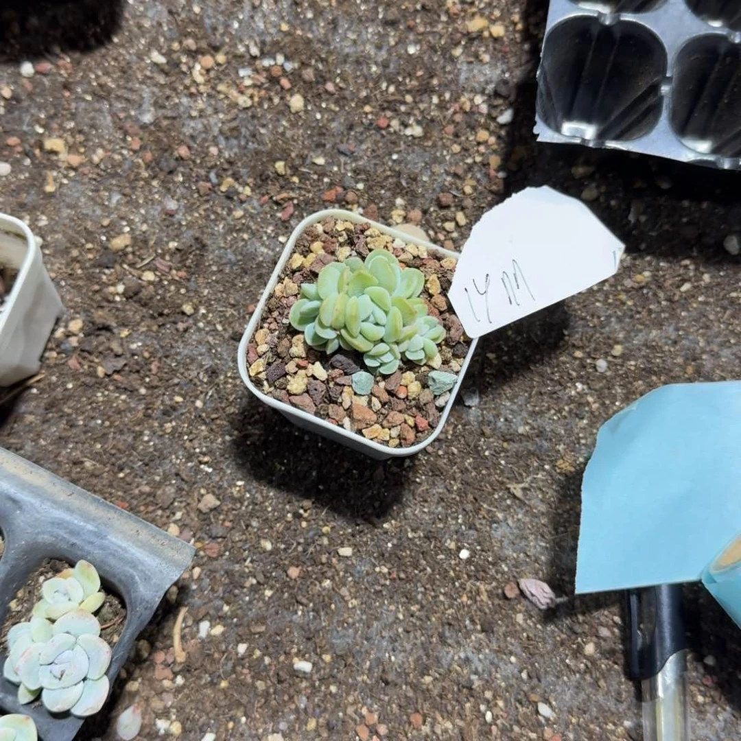1y一物一拍专拍链接