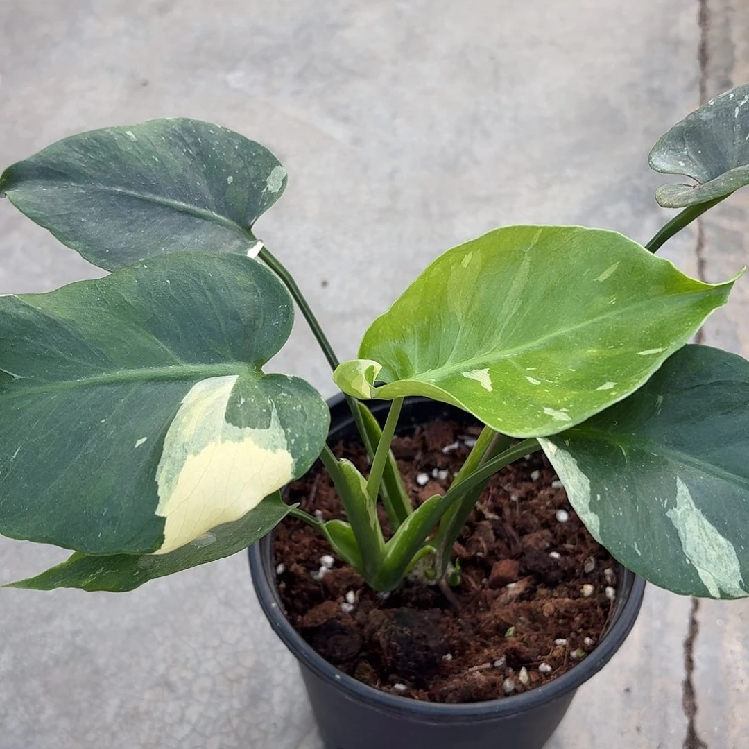 无花朵个体龟背竹底座