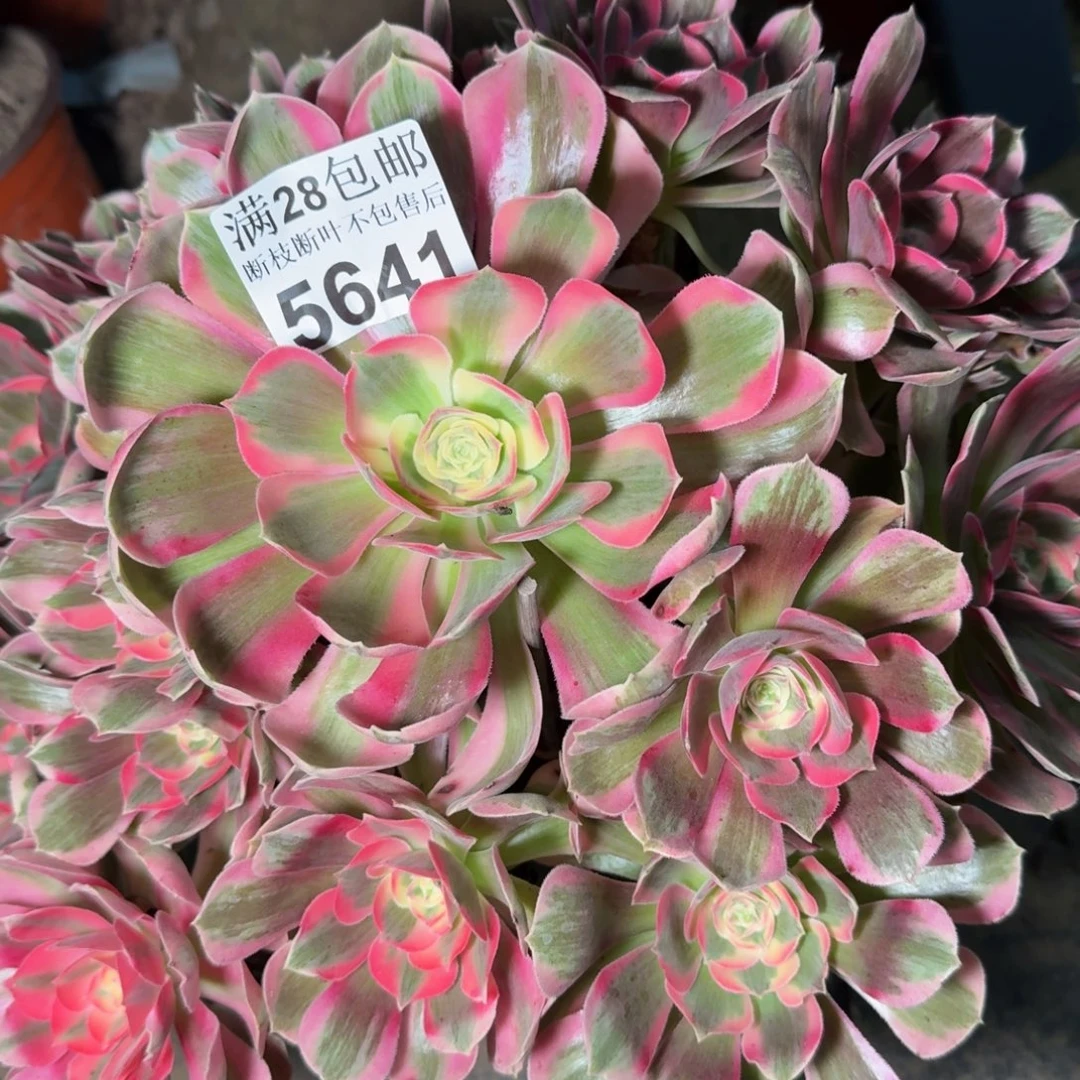 5641女郎多肉植物
