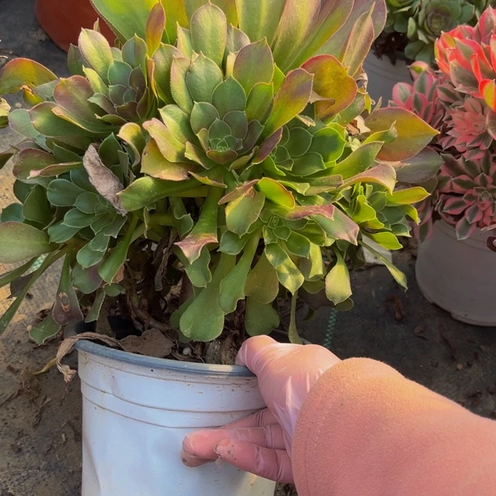 317玫瑰多肉法师不包断枝