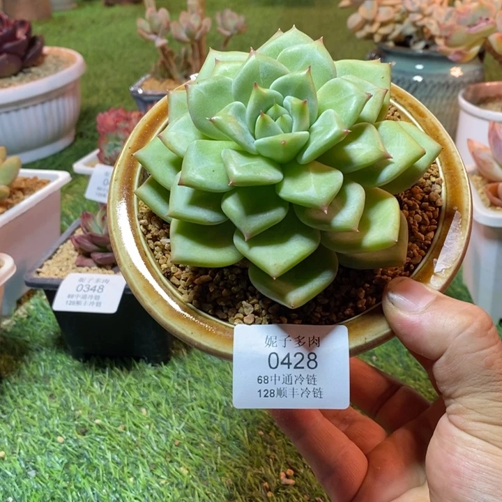 ╰***姐0428啊啊啊啊啊啊啊啊啊啊